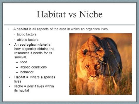 Habitat And Niche Examples