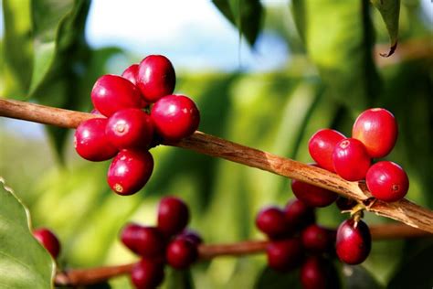 "Kona in a Cup": Everything you need to know about Kona coffee before you buy - Hawaii Magazine