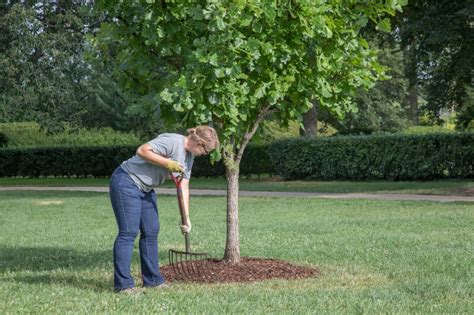 How to Mulch Trees and Shrubs | Mulch Types and Benefits | The Morton ...