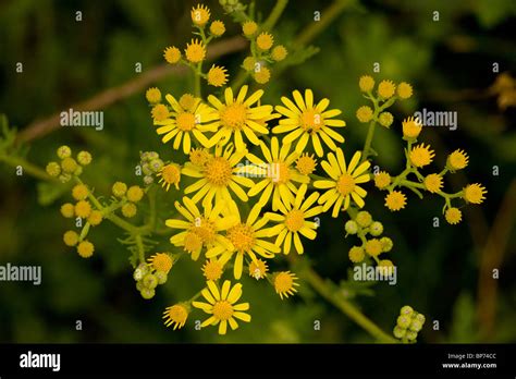 Hoary ragwort senecio erucifolius hi-res stock photography and images - Alamy