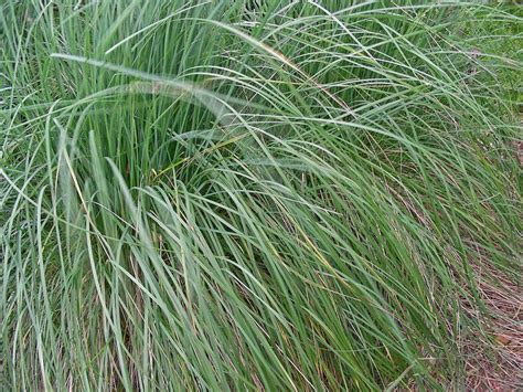 Poa labillardieri 'Eskdale' | Front yard plants, Australian native ...