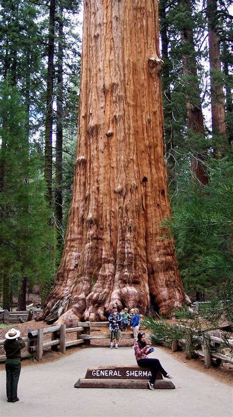 Sequoias - National Park - the BIGGEST tree (USA - Kalifornien) Foto ...