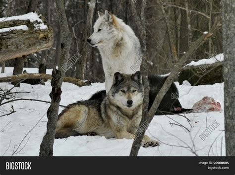 Timber Wolf Pack Image & Photo (Free Trial) | Bigstock