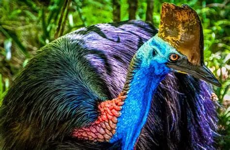 Cassowary - Description, Habitat, Image, Diet, and Interesting Facts