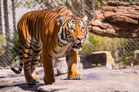 Tiger on the look out by RoyalimageryJax | Wild cats, Animals beautiful, Jacksonville zoo