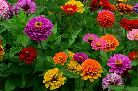 The Colourful Tales of Zinnia Flower Symbolism - My Blog