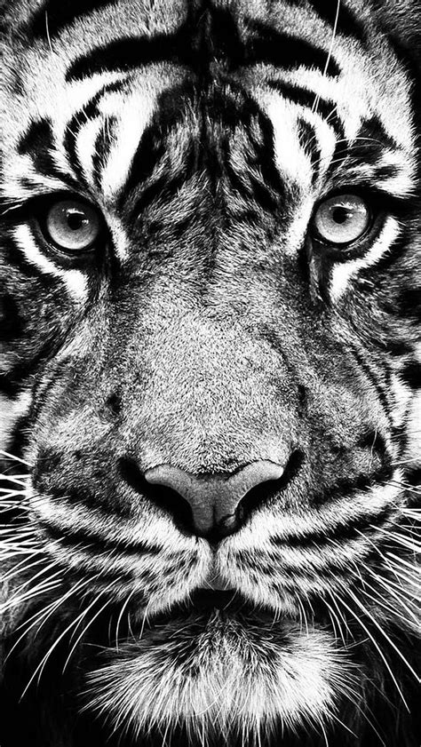 IPhone 5s Tumblr Wf1018 - Tiger Black And White - HD phone wallpaper | Pxfuel