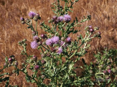 It is Canada thistle, not Canadian thistle . . . | UNL Beef