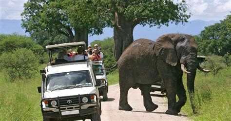 From Nairobi: 2-Day Amboseli National Park Safari | GetYourGuide