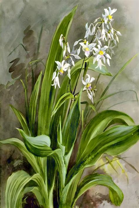 Arthropodium Cirratum lily Rockon - From Natures Arms - Paintings ...