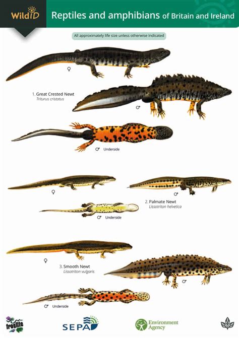 Natural History Live – Making Space for Great Crested Newts: the District Level Licensing Scheme ...