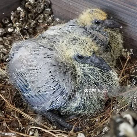 Pigeon Nest Photos and Premium High Res Pictures - Getty Images