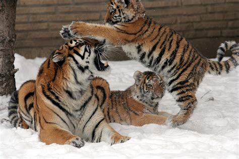 Tiger And Cubs Free Stock Photo - Public Domain Pictures