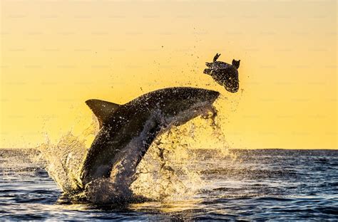 Silhouette of jumping Great White Shark. Red sky of sunrise. Great White Shark breaching in ...