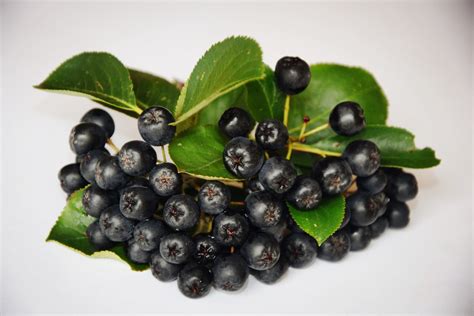 Free Images : nature, fruit, berry, foliage, food, produce, blackberry ...