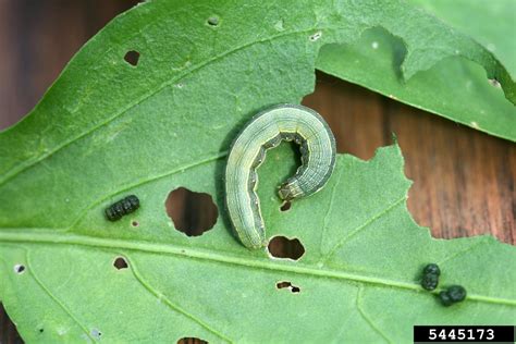 beet armyworm (Spodoptera exigua ) on pepper (Capsicum spp. ) - 5445173