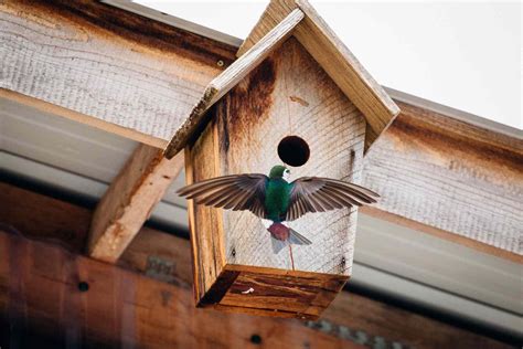 How to Get Rid of Sparrows in Your Yard | Bird houses, Bird house ...