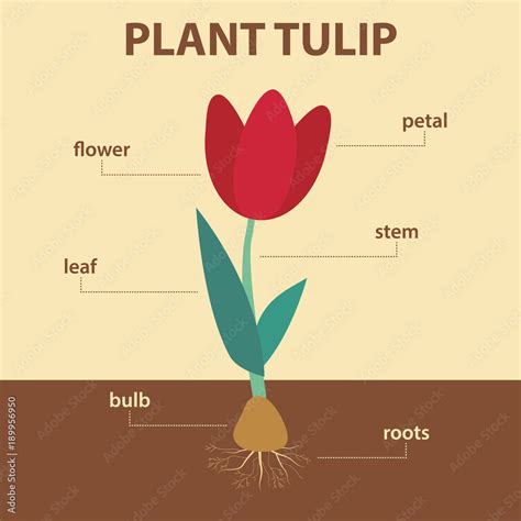 Plant Diagram Illustration Of Nawf Download Scientifi - vrogue.co