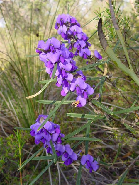 Purple Pea Plant - Name unknown - Wildflowers of Western Australia - Koondoola Regional Bushland ...