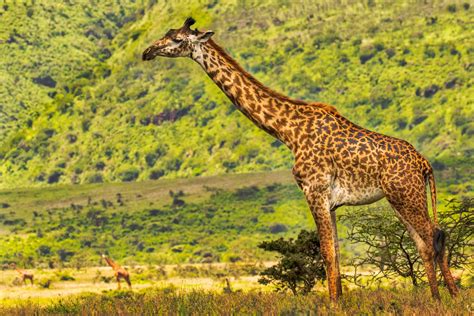 LONG NECK GIRAFFE, Giraffe Photography Print by Rob's Wildlife - RobsWildlife