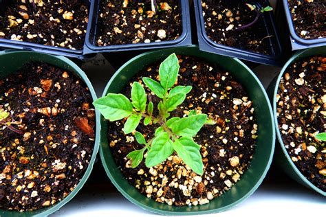 Tricks to ensure a successful harvest―even with late-start seedlings - Sunset Magazine