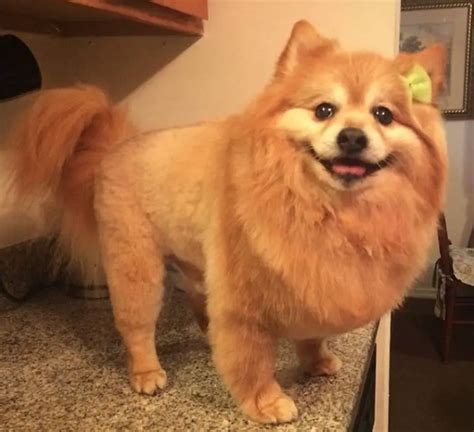 14 Best Pomeranian Lion Cut Pictures – The Paws