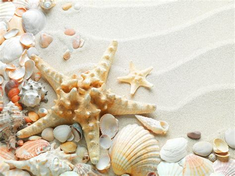 Seashells Desktop Wallpaper