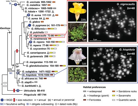 Comparative Genome Analysis Reveals Divergent Genome Size Evolution in a Carnivorous Plant Genus ...