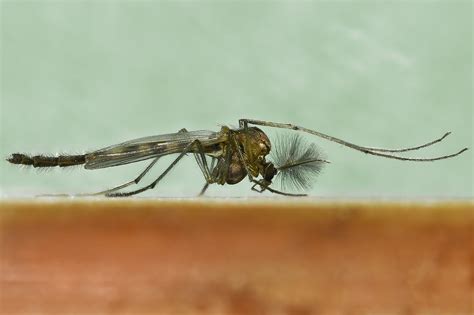 All sizes | Chironomidae, the midges - Midge in the genus Chironomus ...