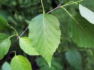 Paper Birch | Natural Resource Stewardship