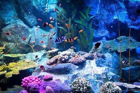 Pattaya Underwater World Tickets with Optional Hotel Pickup 2024