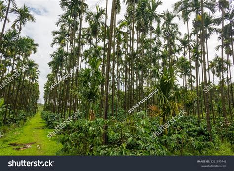 Betel Nut Plantation Betel Nut Plantation Stock Photo 2221675441 ...