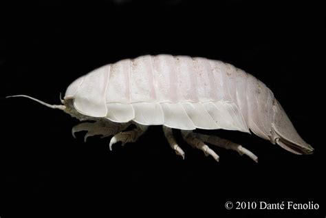 Now That’s An Isopod (Bathynomus giganteus) | Anotheca