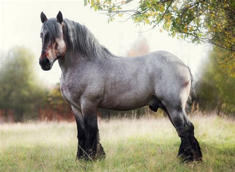 10 Belgian Draft Horses Facts You Probably Didn't Know