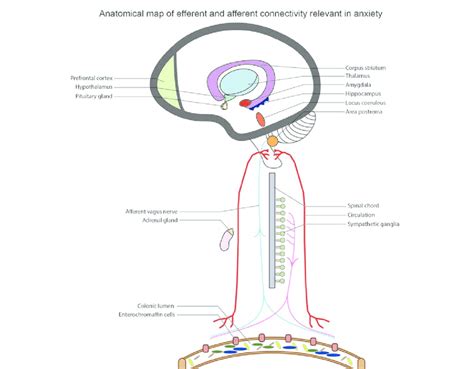 Anatomical map of the efferent and afferent neurobiological connections... | Download Scientific ...