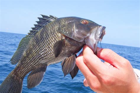 Black Sea Bass – RI Fishing