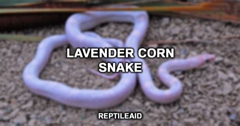 How To Care For A Lavender Corn Snake (2023 Guide)