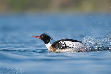 Waterfowl - Mike Lentz Nature Photography