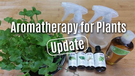 Aromatherapy for Plants - Update - YouTube