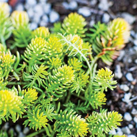 Easy-Care Sedum Plants - Sunset Magazine