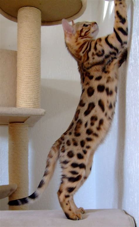 #bengalcat | Bengal cat, Bengal kitten, Siamese cats facts