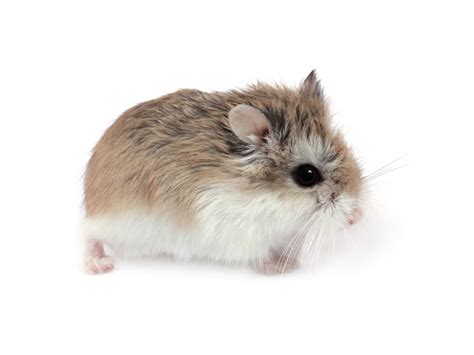 Roborovski dwarf hamster - Avonturia