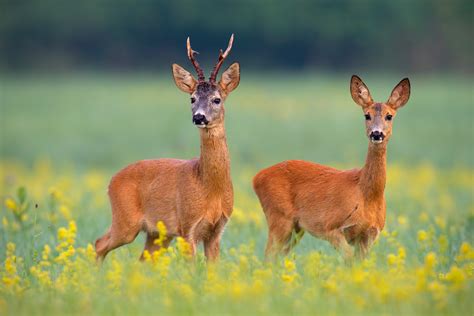 Deer, Sparrows and Magpies Are All at 'Substantial Extinction Risk ...