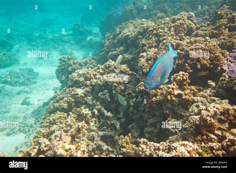 Midway Atoll National Wildlife Refuge Stock Photo - Alamy