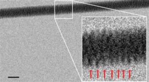 First Electron Microscope Image of DNA Double Helix