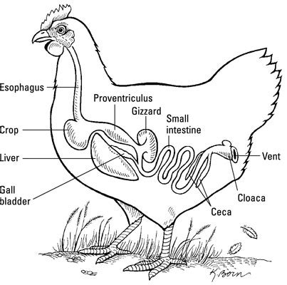 Answers to Ten Common Questions about Chicken Health - dummies
