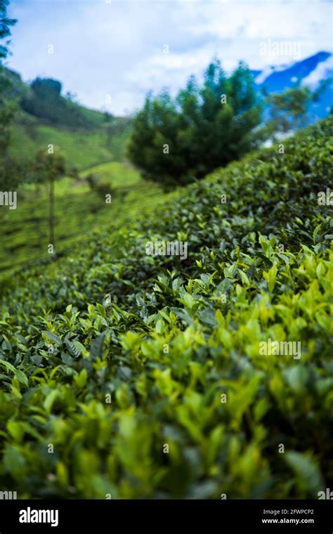 Fresh green tea plantation at Sri lanka Stock Photo - Alamy