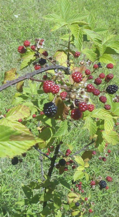 Countrified Hicks: Harvesting Blackberries