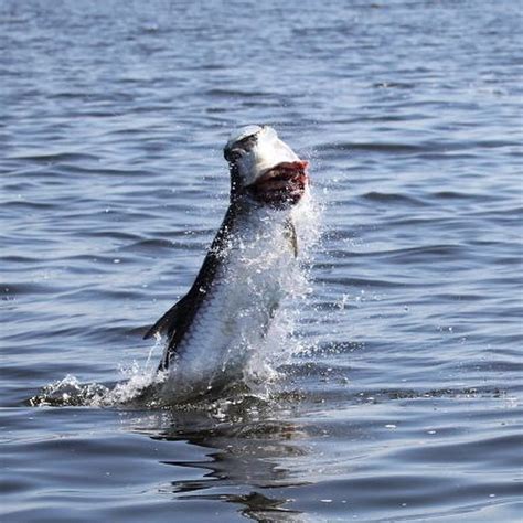 Tarpon Fishing Season Approaching - Angling Adventures Florida Keys ...