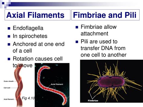 PPT - Ch 4 Functional Anatomy of Prokaryotic and Eukaryotic Cells ...